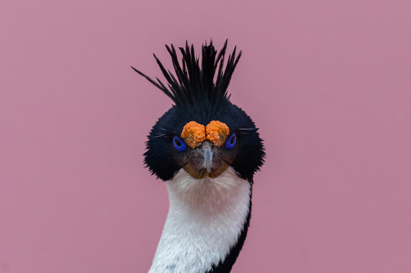 Photograph Andy Pollard Cormorant Portrait on One Eyeland