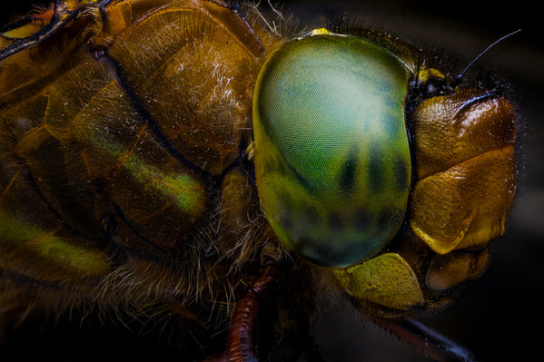 Photograph Oleksandr Svetlovskiy Odonata on One Eyeland