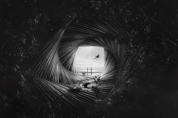 Photograph Kazutoshi Kawakami Nest Of Crow on One Eyeland