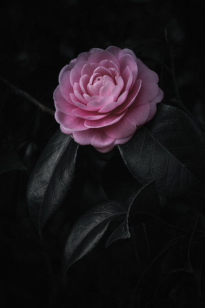 Photograph Koiki Watanabe Ohana on One Eyeland