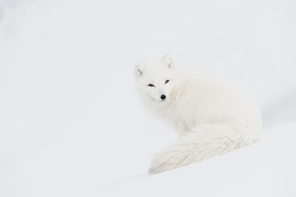 Photograph Dorota Senechal White Ghost on One Eyeland