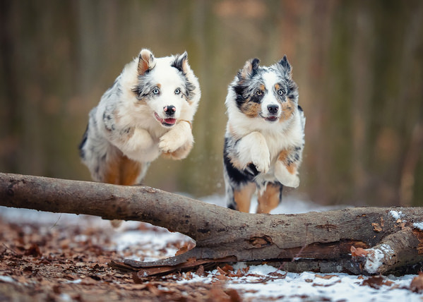 Photograph Mike Kremer The Siblings on One Eyeland