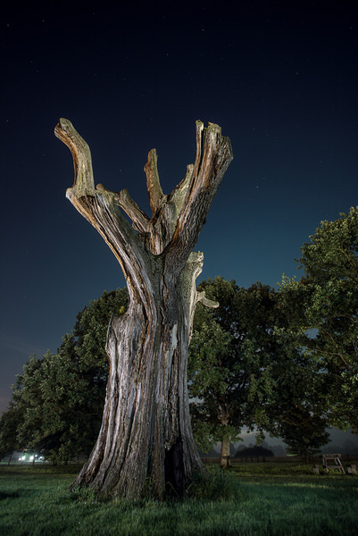 Photograph Bojan Dzodan Takovo Bush on One Eyeland