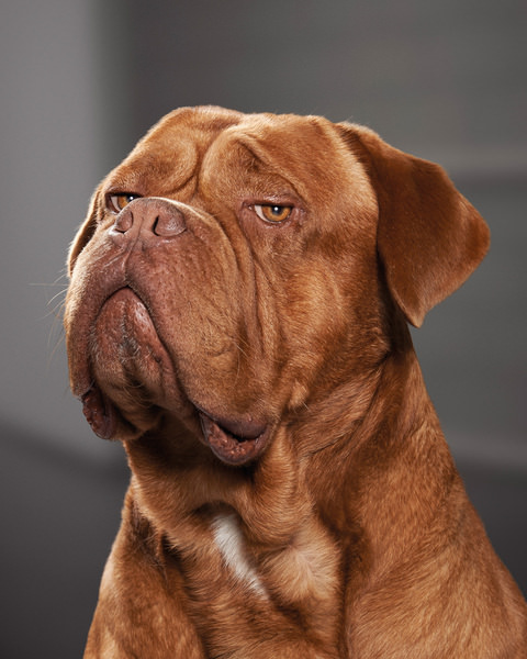 Photograph Danny Eastwood Grumpy Mastiff on One Eyeland