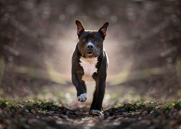 Photograph Mike Kremer Tyson on One Eyeland