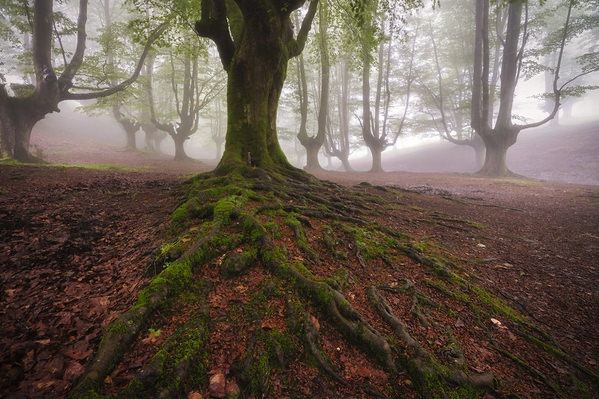 Photograph Jorge Gonzalez Herrera En Las Entranas Del Arbol on One Eyeland