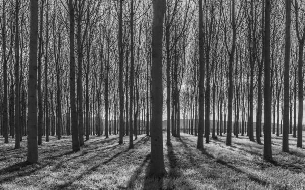 Photograph Sven Marten The Forest on One Eyeland