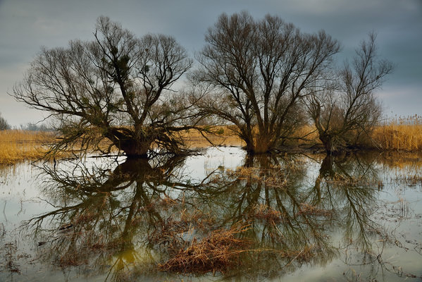 Photograph Ilija Stanusic Trees on One Eyeland