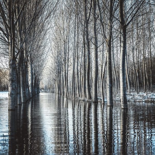 Photograph Alexandru Crisan Flooded Forest on One Eyeland