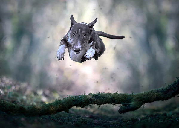 Photograph Mike Kremer Yoda Or Superdog on One Eyeland