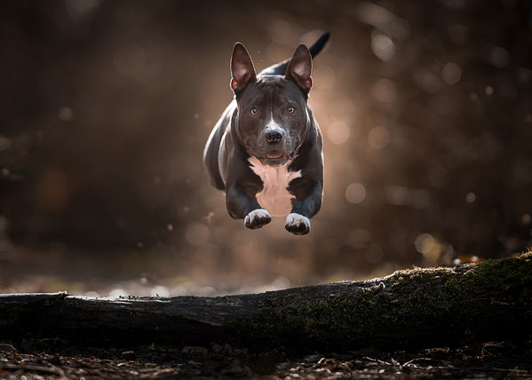 Photograph Mike Kremer Tyson In Action on One Eyeland