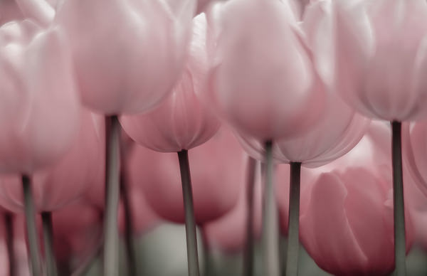 Photograph Yoshitaka Aida Tulip on One Eyeland