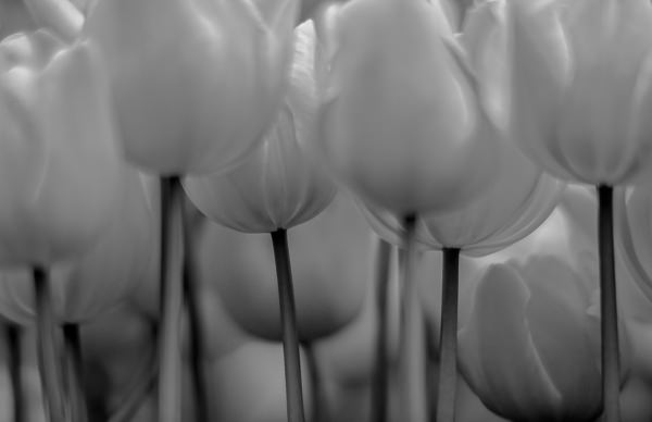Photograph Yoshitaka Aida Tulip on One Eyeland