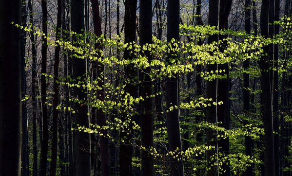 Photograph Ilija Stanusic Leafs on One Eyeland