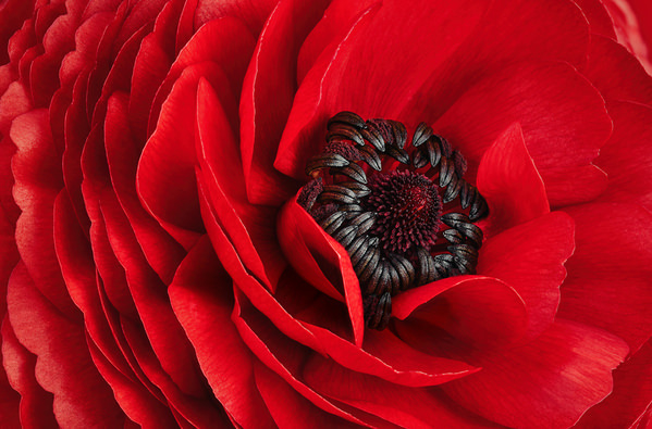 Photograph Angi Wallace Layers Of Red on One Eyeland