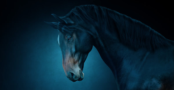 Photograph Ruadh Delone Horse 125 on One Eyeland
