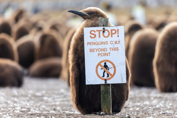 Photograph Andy Pollard King Penguin Chick on One Eyeland