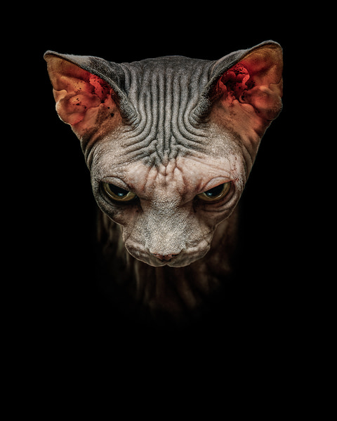 Photograph Antti Karppinen Sphynks on One Eyeland