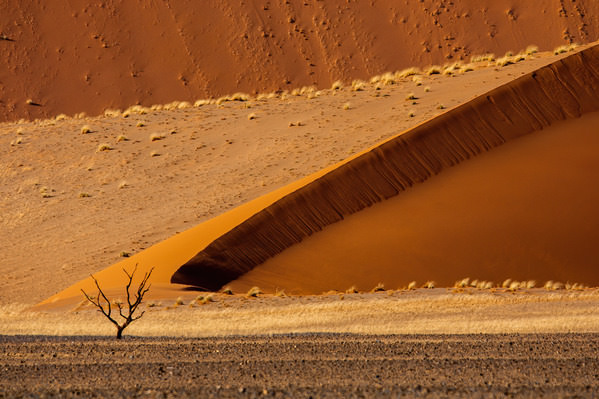 Photograph Johan Jooste Tree And Dunes on One Eyeland