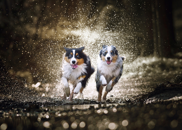 Photograph Mike Kremer Buddies on One Eyeland