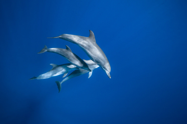 Photograph Barathieu Gabriel Bottlenose Dolphins on One Eyeland