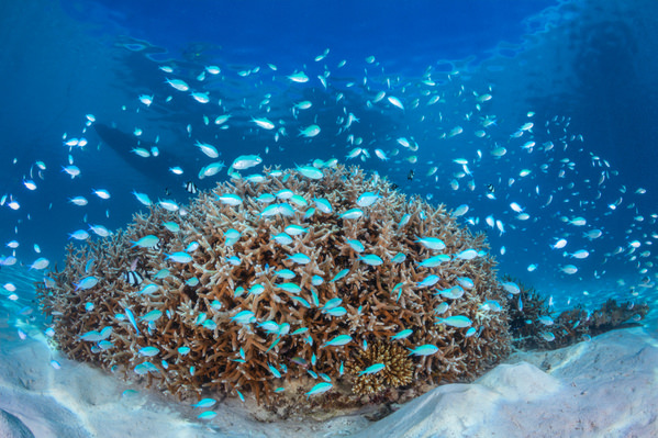 Photograph Barathieu Gabriel School Of Damselfish on One Eyeland