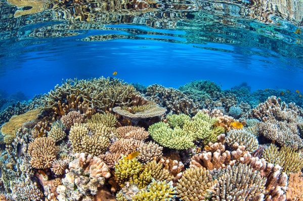 Photograph Barathieu Gabriel Coral Biodiversity on One Eyeland