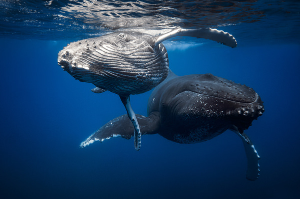 Photograph Barathieu Gabriel Humpback Whale on One Eyeland