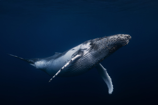 Photograph Barathieu Gabriel Humpback Whale In The Blue on One Eyeland