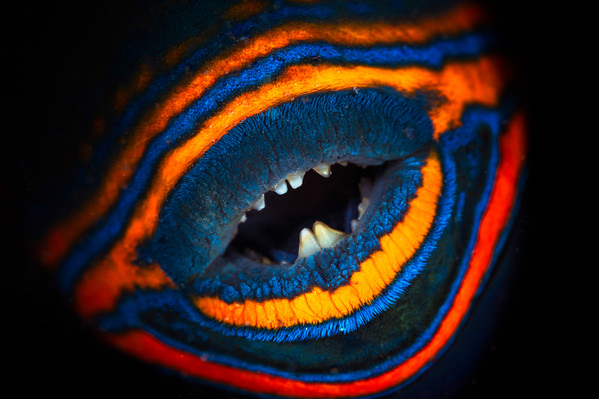 Photograph Barathieu Gabriel Orangelined Triggerfish on One Eyeland