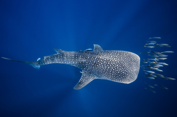Photograph Barathieu Gabriel Whale Shark And Tuna Shoal on One Eyeland