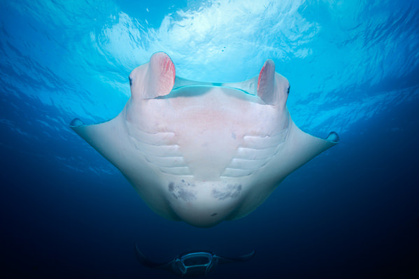 Photograph Barathieu Gabriel Reef Manta Ray on One Eyeland