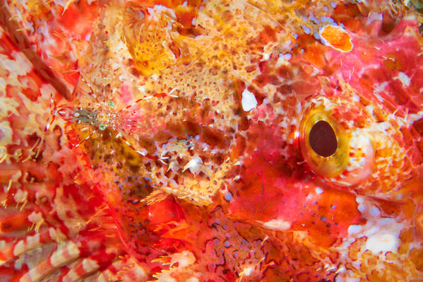 Photograph Barathieu Gabriel Shrimp And The Scorpion Eye on One Eyeland