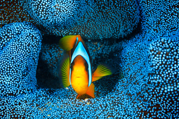 Photograph Barathieu Gabriel Yellow Clownfish In Blue Sea Anemone on One Eyeland
