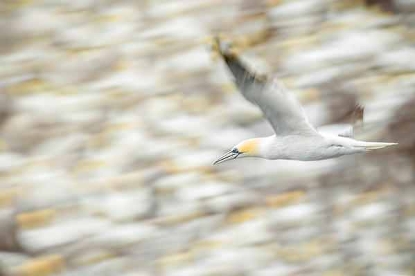 Photograph Vincenzo Iacovoni Panning With Pattern on One Eyeland