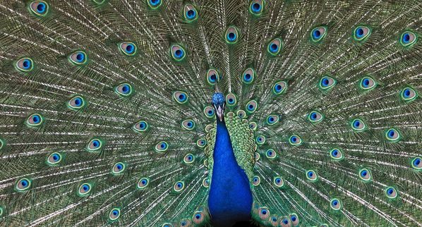 Photograph Martin Long Strutting on One Eyeland