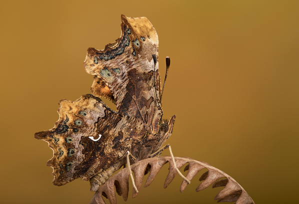 Photograph Angi Wallace Comma Butterfly Study on One Eyeland