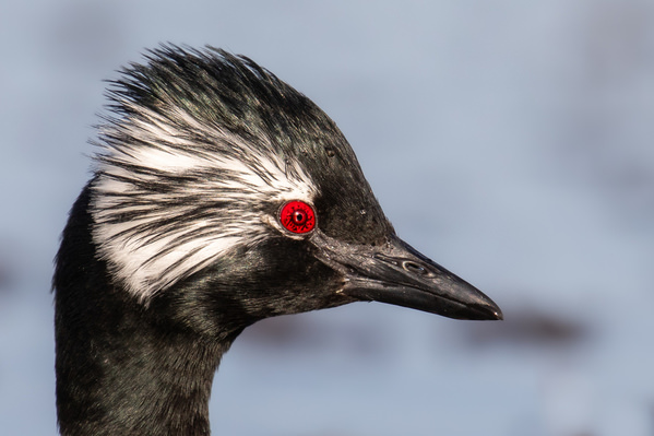 Photograph Andy Pollard Gorgeous Grebe on One Eyeland