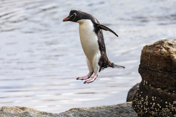 Photograph Andy Pollard Rockhopper Rock Hopping on One Eyeland