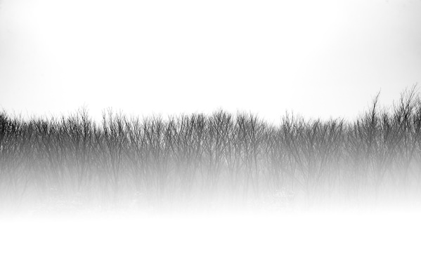 Photograph Hosein Riahi Branches In The Fog on One Eyeland