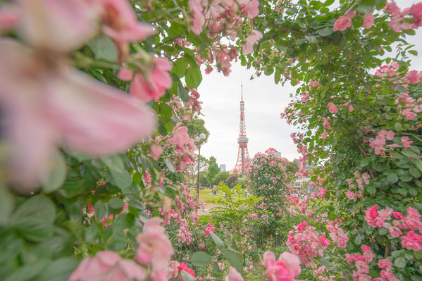 Photograph Setsuna Kurouzu Tokyo Tower Seen Through The Flowers on One Eyeland