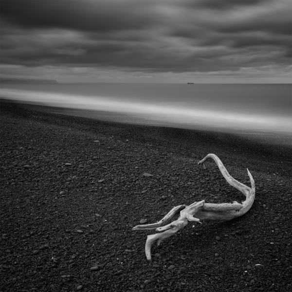 Photograph Paul Mcclenaghan Driftwood on One Eyeland