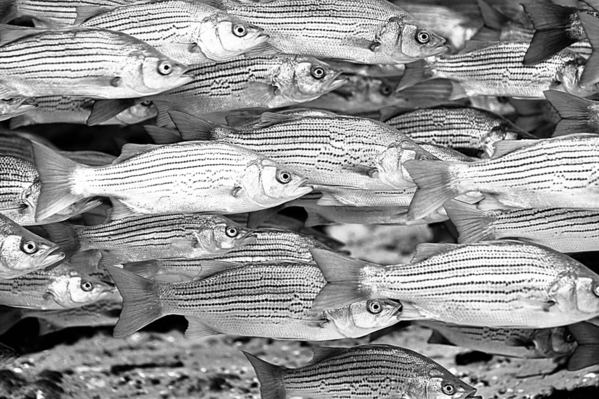 Photograph Russell Satterthwaite Sprong Stripers on One Eyeland