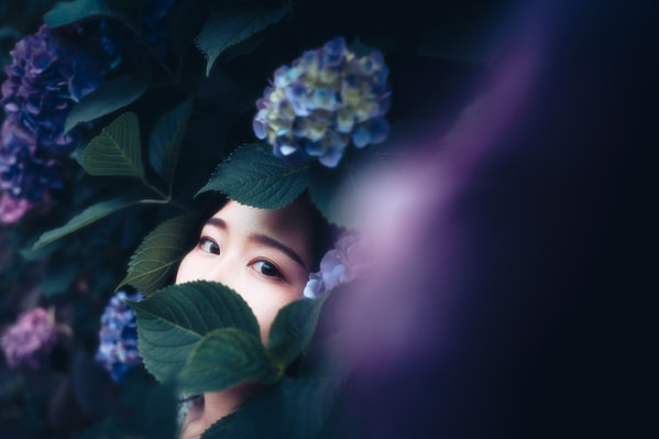 Photograph Takeborn Nikukyu Hydrangea on One Eyeland