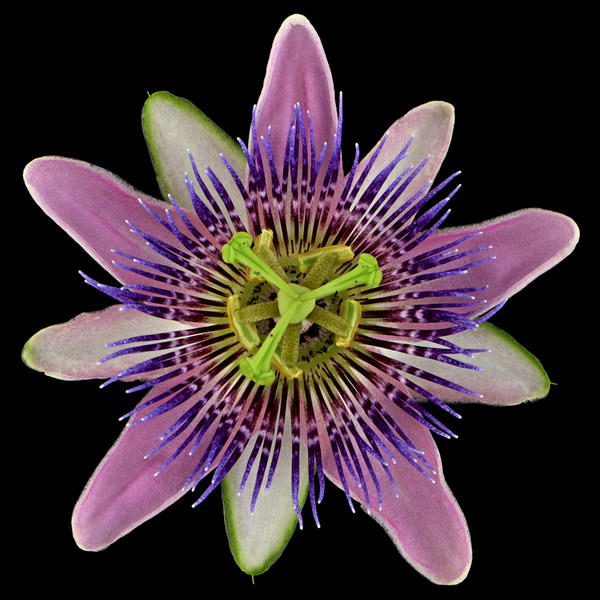 Photograph Monika Schneider Paradise Flowerhead on One Eyeland