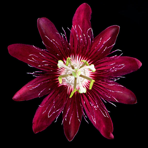 Photograph Monika Schneider Paradise Flowerhead on One Eyeland