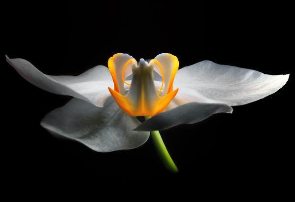 Photograph Francesco Schillaci White Orchid on One Eyeland