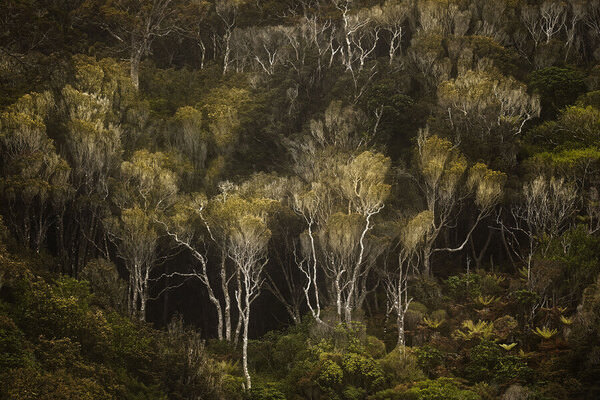Photograph Stanley Loong Dark Forest on One Eyeland