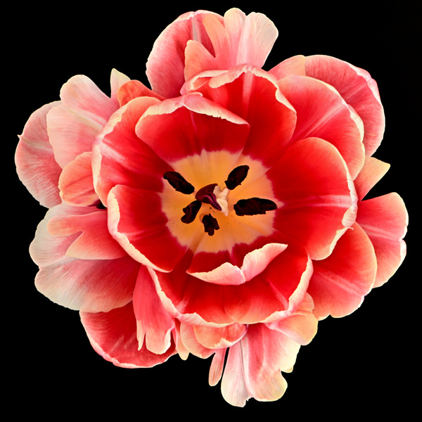 Photograph Monika Schneider Tulipmania on One Eyeland