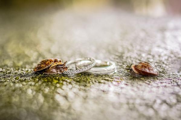 Photograph Mischa Baettig Snail On The Ring on One Eyeland